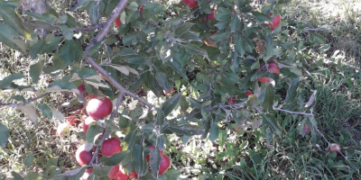 Sprzedajemy duże ilości jabłek rumuńskich: Ionatan, Florina, Idared