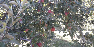 Sprzedajemy duże ilości jabłek rumuńskich: Ionatan, Florina, Idared