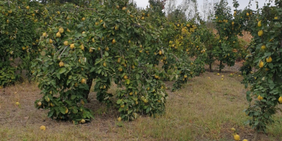 Sprzedam ponad 1000 kg pigwy pachnącej, naturalnej, niesortowanej. Wszystkie