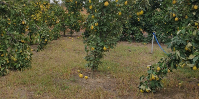 Sprzedam ponad 1000 kg pigwy pachnącej, naturalnej, niesortowanej. Wszystkie