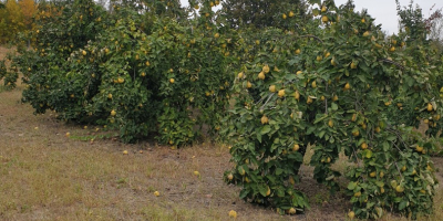 Sprzedam ponad 1000 kg pigwy pachnącej, naturalnej, niesortowanej. Wszystkie