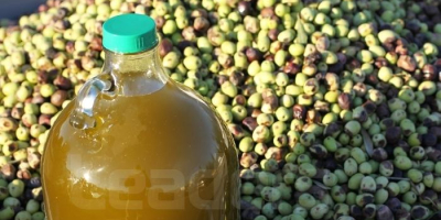 Oliwa z oliwek Tunezja luzem