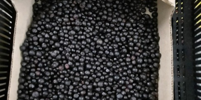 Sprzedam leśne jagody z Białorusi, zamrożone BIO – Ilości