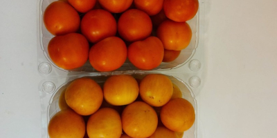Żółte czerwone pomidory zimowe dostępne w cenie 2 euro