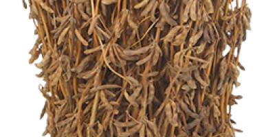 Firma Agroyoumis oferuje materiał siewny soi odmian sprawdzonych na