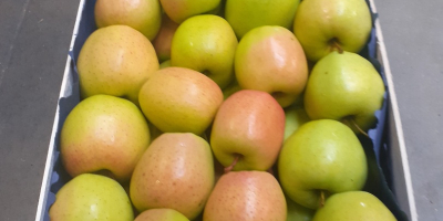 Nasza firma zajmuje się handlem jabłkami i dystrybucją jabłek