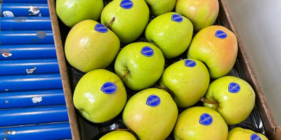 Nasza firma zajmuje się handlem jabłkami i dystrybucją jabłek