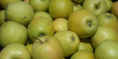 good fresh apple, if possible to pick up from