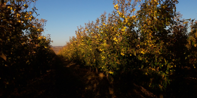 good fresh apple, if possible to pick up from