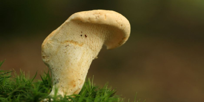 produkty mogą być wysyłane świeże, suszone i mrożone. dostępne