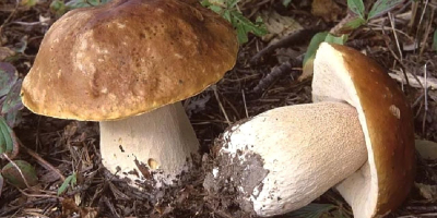 produkty mogą być wysyłane świeże, suszone i mrożone. dostępne