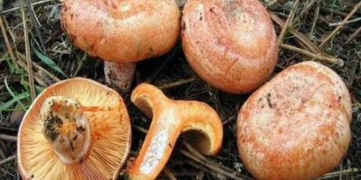 produkty mogą być wysyłane świeże, suszone i mrożone. dostępne