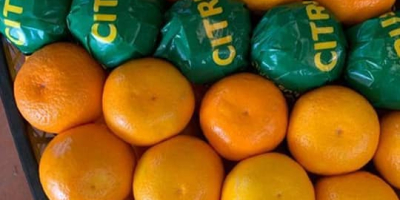 Sprzedam mandarynki Satsuma (produkcja w Turcji) cena 0,55 USD/kg