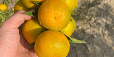 Sprzedam mandarynki Satsuma (produkcja w Turcji) cena 0,55 USD/kg