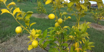 Kup cytryny bezpośrednio od producenta