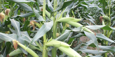 Cebir- kukurydza CEBIR jest już szeroko sprawdzoną odmianą o rekordowym wręcz wzroście i potencjale produkcyjnym świeżej masy.  Charakteryzuje ją długa kolba a tym samym duży potencjał plonu ziarna co daje możliwość produkcji kiszonki o wysokiej wartości energetycznej. Dzięki masywnym, dobrze ulistnionym roślinom ze sztywnym źdźbłem daje wysoki plon masy. Wymagania glebowe średnie do słabszych.

Zalety:
•	Bardzo duży potencjał plonowania masy kiszonkowej i ziarna
•	Rośliny wysokie i masywne
•	Długa walcowata kolba
•	Wysoki udział kolb, doskonała strawność
•	Odporność na okresowe niedobory wilgoci
•	Zdolność adaptacji i stabilnośc plonu
•	Plastyczność
•	Dzięki wysokiemu plonowi energii z jednostki powierzchni jest predysponowany do uprawy na biogaz

Cena podana za 1 j.s. = 80 000 nasion