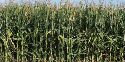 Bringa- odmiana kukurydzy Bringa poprzez wysoki i stabilny plon ziarna nadaje się do uniwersalnego wykorzystania. Możemy z niej sporządzić kiszonkę z dużym udziałem ziarna w swojej strukturze bądź tez zebrać ziarno wolne od mytotoksyn. Odmianę tej kukurydzy cechuje intensywny powschodowy wigor wzrostu oraz wyjątkowa odporność na fuzariozy.

Zalety:
•	Wysoki potencjał plonowania ziarna i kiszonki
•	Wyjątkowo zdrowa roślina
•	Odporność na fuzariozy
•	Tolerancja na chłody
•	Dzięki ziarnu w typie flint doskonale spełnia wymogi produkcji grysu kukurydzianego

Cena podana za 1 j.s. = 80 000 nasion