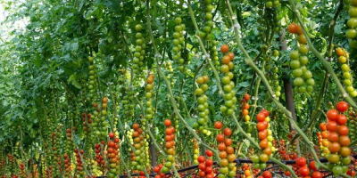 uprawiamy i sprzedajemy różne odmiany świeżych pomidorów