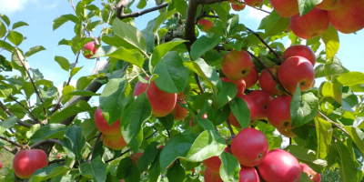 Mamy do sprzedania 20 t jabłek odmiany Rubinstar, przechowywane są w chłodni w skrzyniopaletach drewnianych. Posiadamy również inne odmiany: Szampion, Topaz, Rubin, Jonagold, Melarose, Golden. Wszystkie jabłka mają certyfikat IP.