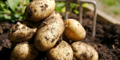 Sprzedam ziemniaki jadalne i sadzeniaki w ilości ok. 3-4