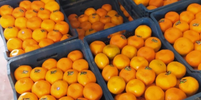 sprzedam hurtowe ilości pomarańczy navaline pochodzacych z ekologicznej uprawy w Turcji. 
cena netto 5.25 pln  z wliczoną dostawą bezpośrednio do klienta.
cena podlega negocjacji 
zapraszam do współpracy