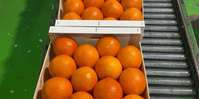 pomarańcza, kaki, oliwa z oliwek. Wszyscy z Walencji w