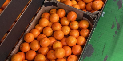 pomarańcza, kaki, oliwa z oliwek. Wszyscy z Walencji w