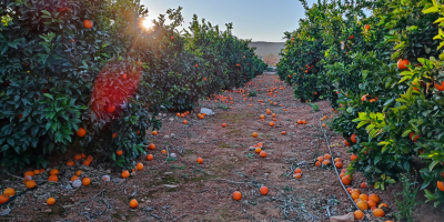 pomarańcza, kaki, oliwa z oliwek. Wszyscy z Walencji w