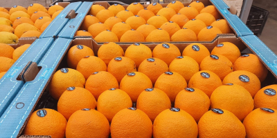 Na sprzedaż hiszpańskie pomarańcze. W ofercie również inne owoce