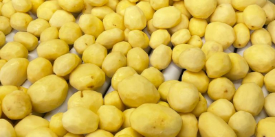 Sprzedam ziemniaki OBRANE (ilości paletowe) Odmiany: Excellency (jasnożółta), Arrow