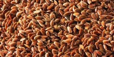 Our company is ready to offer supplies of flax
