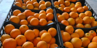 Na sprzedaż hiszpańska pomarańcza. Owoce świeże, słodkie i soczyste.