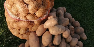 Sprzedam ziemniaki owacja pakowane w workach 15 kg ziemniaki