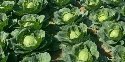 fresh white cabbage