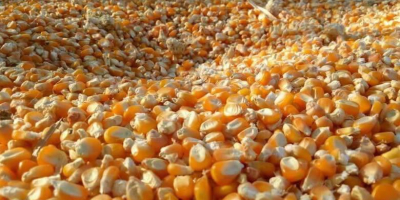 GMO i Non GMO Yellow Corn Grade A Pochodzenie: