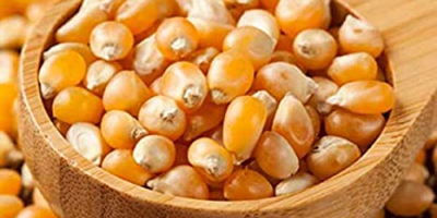 GMO i Non GMO Yellow Corn Grade A Pochodzenie: