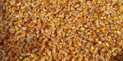 Sprzedam soję 50-60 ton 2,8 lei kg Ziarna kukurydzy