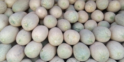 Sweet Melons from Republic of Uzbekistan! We can deliver