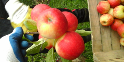 Kupię Jabłka odmianę Rubinola 7+ w skrzyniopalecie lub w opakowaniach  odbiorę osobiście ilość okolo 2 t. wymagana dobra kondycja jabłek.
