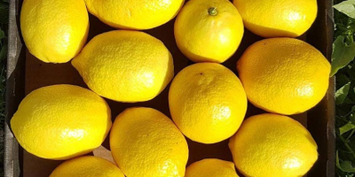 przedstawiamy Państwu nasz produkt biologiczny eureka yellow lime w