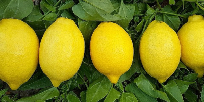 przedstawiamy Państwu nasz produkt biologiczny eureka yellow lime w