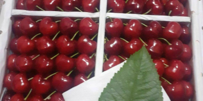 Sweet cherry from Uzbekistan. Delivery time: From 01 June