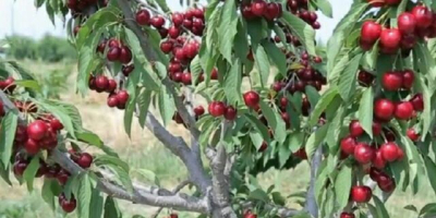 SWEET CHERRY FROM UZBEKISTAN.