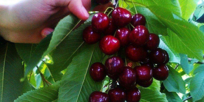 SWEET CHERRY FROM UZBEKISTAN.