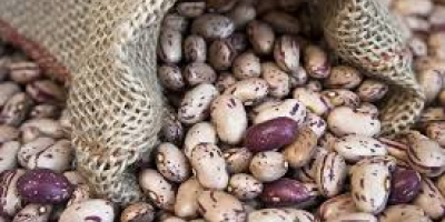 Ukraińska firma Beans Natur Product sprzedaje fasolę w różnych