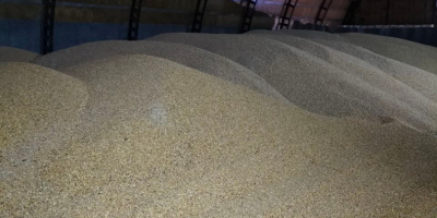 Sprzedam ziarno kukurydzy 13,5% wilgotność 2000 ton
