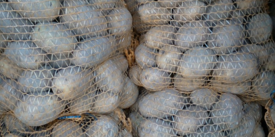 Sprzedam ziemniaki jadalne Tajfun woreczki po 15kg