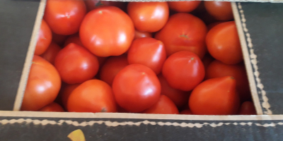 Pomidory zakład i precos.