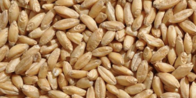 Sprzedajemy pszenicę klasa 3 produkcja w Kazachstanie. Impreza -
