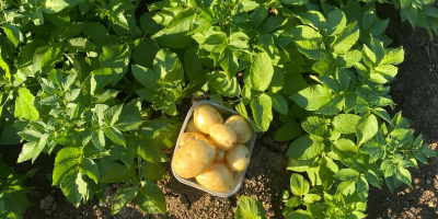 Ziemniaki odmiany Bologna dop primura